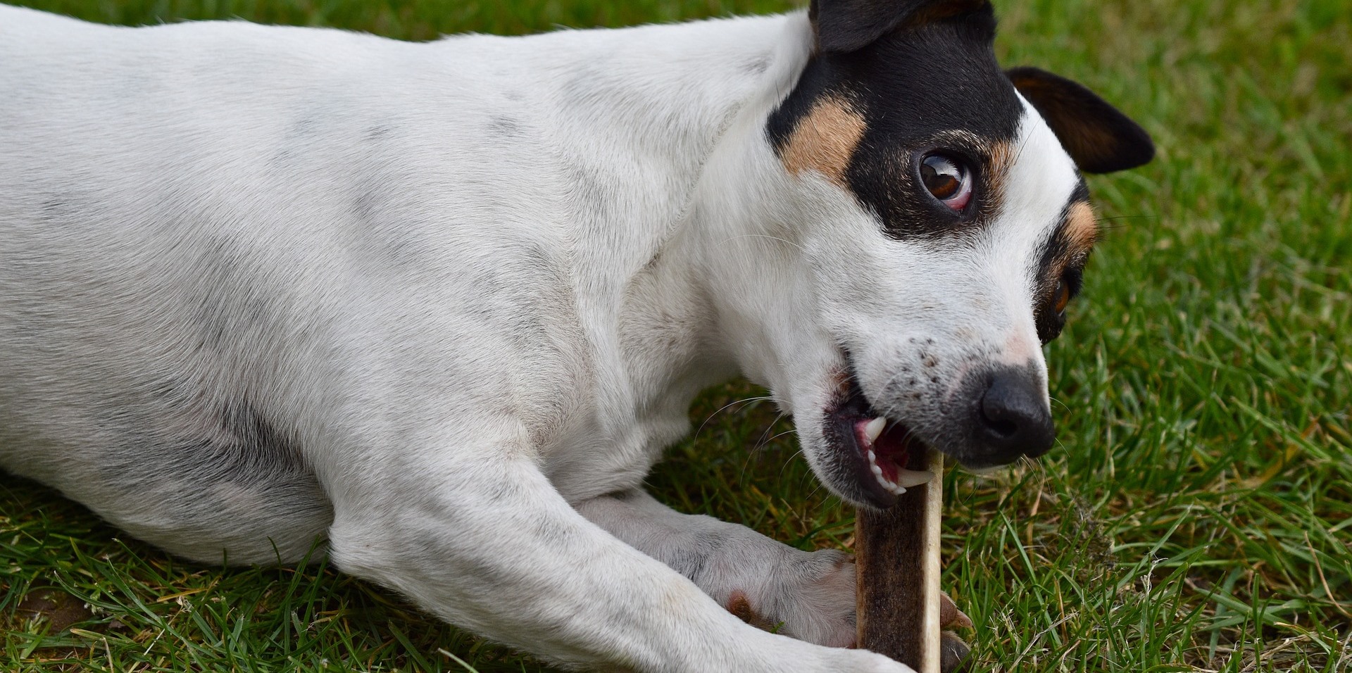 Old dog hot sale treats