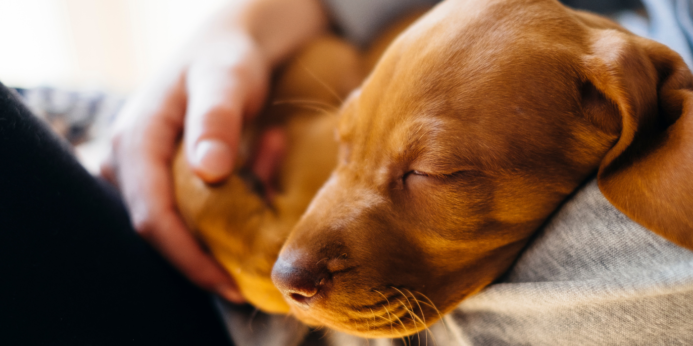 Csj dog online food discount code
