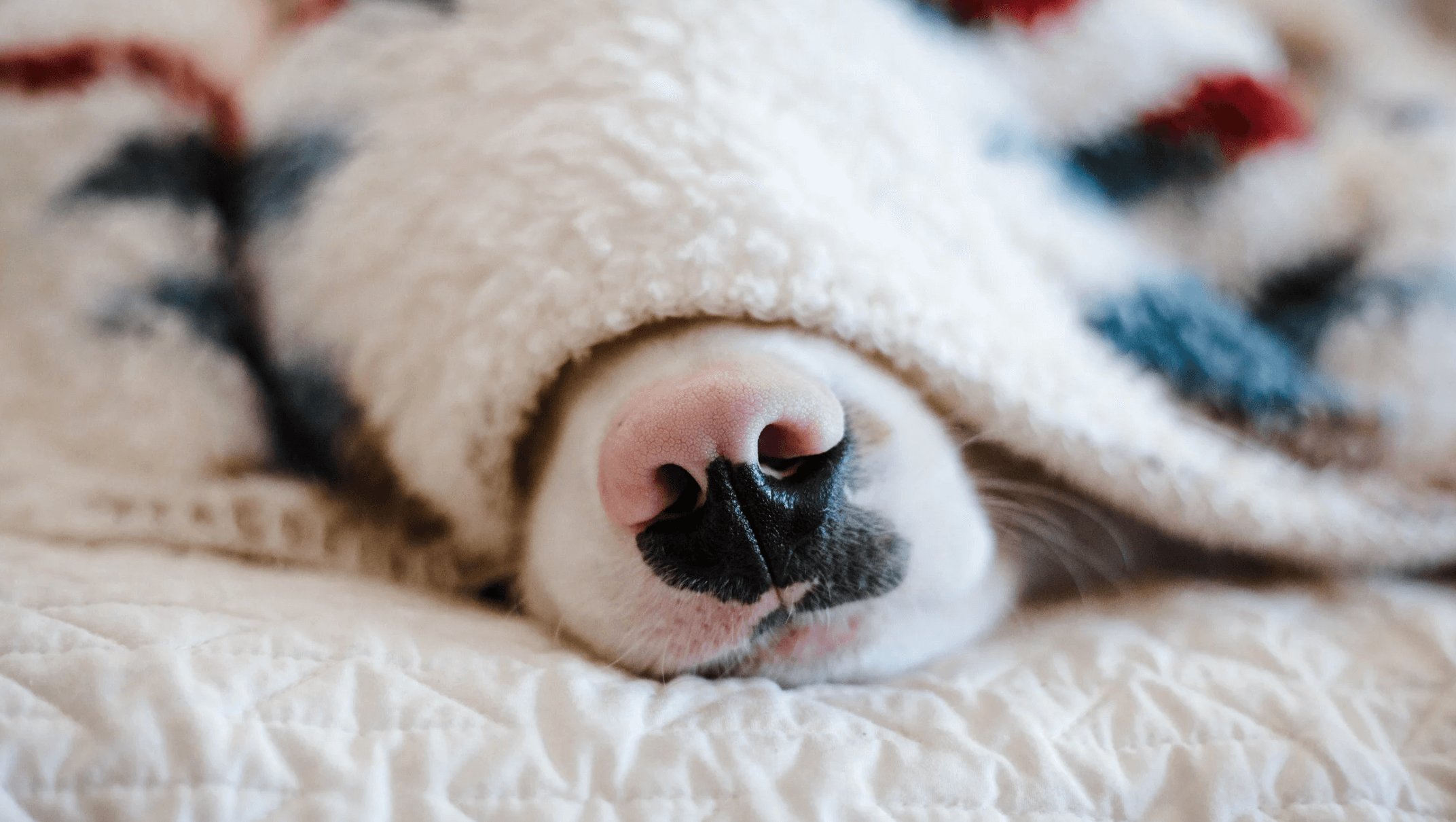 Call of nature dog food sale