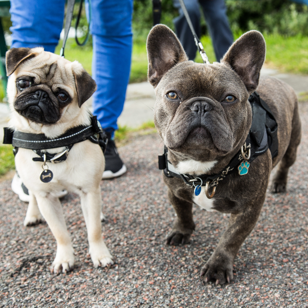 Raw food diet for bulldogs clearance