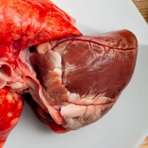 Individual Raw Lamb Heart for Dogs or Cats l Raw Dog Food