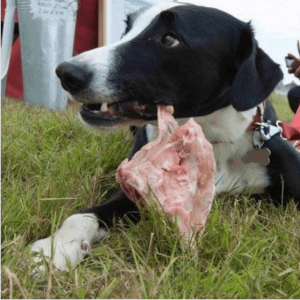 Chicken carcass for dogs discount